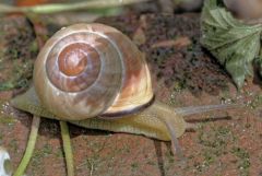 Escargot des haies - Cepaea nemoralis<br>Région parisienne