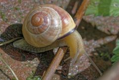 Escargot des haies - Cepaea nemoralis<br>Région parisienne