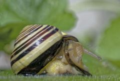 Escargot des haies - Cepaea nemoralis<br>Région parisienne