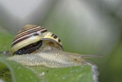 Escargot des haies - Cepaea nemoralis<br>Région parisienne
