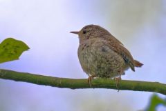 Troglodyte mignon - Troglodytes troglodytes - Eurasian Wren<br>Région Parisienne