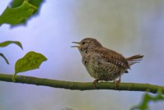 Troglodyte mignon - Troglodytes troglodytes - Eurasian Wren<br>Région Parisienne