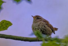 Troglodyte mignon - Troglodytes troglodytes - Eurasian Wren<br>Région Parisienne