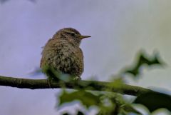 Troglodyte mignon - Troglodytes troglodytes - Eurasian Wren<br>Région Parisienne