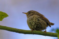 Troglodyte mignon - Troglodytes troglodytes - Eurasian Wren<br>Région Parisienne