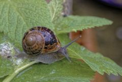 Petit-gris - Helix aspersa<br>Région parisienne
