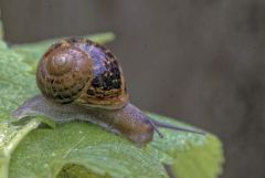 Petit-gris - Helix aspersa<br>Région parisienne