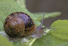 Petit-gris - Helix aspersa<br>Région parisienne