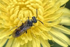 Tenthredinidae<br>Région parisienne