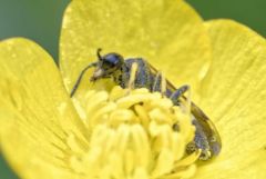 Tenthredinidae<br>Région parisienne