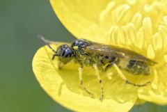 Tenthredinidae<br>Région parisienne
