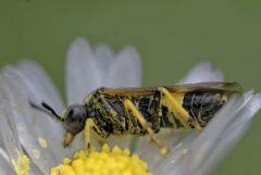 Tenthredinidae<br>Région parisienne