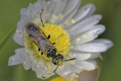 Tenthredinidae<br>Région parisienne