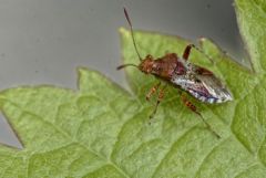 Rhopalus subrufus - Région parisienne