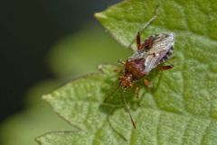 Rhopalus subrufus - Région parisienne