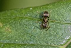 Fourmi noire des jardins - Lasius niger - Black garden ant<br>Région Parisienne