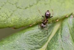 Fourmi noire des jardins - Lasius niger - Black garden ant<br>Région Parisienne