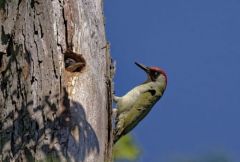 Pic vert - Picus viridis - European Green Woodpecker<br>Région parisienne