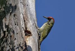 Pic vert - Picus viridis - European Green Woodpecker<br>Région parisienne
