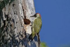 Pic vert ♂ - Picus viridis - European Green Woodpecker<br>Région parisienne