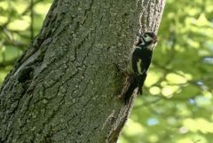 Pic épeiche ♂ - Dendrocopos major - Great Spotted Woodpecker<br>Région Parisienne