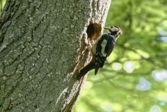 Pic épeiche ♂ - Dendrocopos major - Great Spotted Woodpecker<br>Région Parisienne