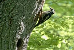 Pic épeiche ♂ - Dendrocopos major - Great Spotted Woodpecker<br>Région Parisienne