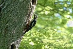 Pic épeiche ♂ - Dendrocopos major - Great Spotted Woodpecker<br>Région Parisienne