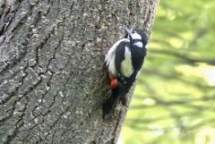 Pic épeiche ♀ - Dendrocopos major - Great Spotted Woodpecker<br>Région Parisienne