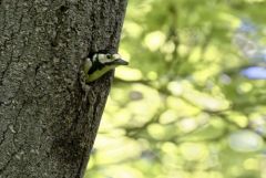 Pic épeiche ♀ - Dendrocopos major - Great Spotted Woodpecker<br>Région Parisienne