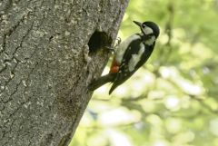 Pic épeiche ♀ - Dendrocopos major - Great Spotted Woodpecker<br>Région Parisienne