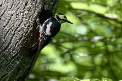 Pic épeiche ♀ - Dendrocopos major - Great Spotted Woodpecker<br>Région Parisienne