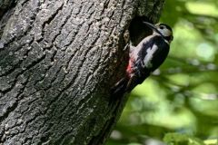 Pic épeiche ♀- Dendrocopos major - Great Spotted Woodpecker<br>Région Parisienne