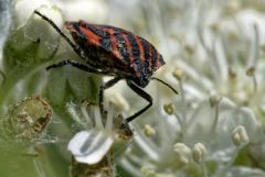 Punaise à Bandes rouges /Scutellère rayée /Pentatome rayé /Punaise arlequin - Graphosoma lineatum<br>Région parisienne