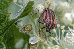 Punaise à Bandes rouges /Scutellère rayée /Pentatome rayé /Punaise arlequin - Graphosoma lineatum<br>Région parisienne