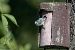 Mésange bleue - Cyanistes caeruleus - Eurasian Blue Tit<br>Région parisienne
