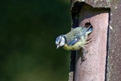 Mésange bleue - Cyanistes caeruleus - Eurasian Blue Tit<br>Région parisienne