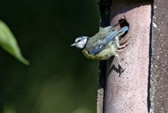 Mésange bleue - Cyanistes caeruleus - Eurasian Blue Tit<br>Région parisienne