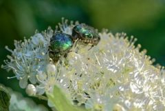 Cétoine dorée - Cetonia aurata<br>Vendée