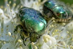 Cétoine dorée - Cetonia aurata<br>Vendée