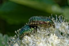 Cétoine dorée - Cetonia aurata<br>Vendée