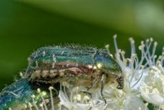 Cétoine dorée - Cetonia aurata<br>Vendée