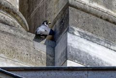 Faucon pèlerin - Falco peregrinus - Peregrine Falcon<br>Région Parisienne