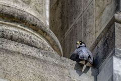 Faucon pèlerin - Falco peregrinus - Peregrine Falcon<br>Région Parisienne