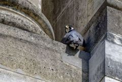 Faucon pèlerin - Falco peregrinus - Peregrine Falcon<br>Région Parisienne