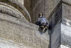 Faucon pèlerin - Falco peregrinus - Peregrine Falcon<br>Région Parisienne