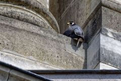 Faucon pèlerin - Falco peregrinus - Peregrine Falcon<br>Région Parisienne