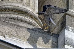 Faucon pèlerin - Falco peregrinus - Peregrine Falcon<br>Région Parisienne