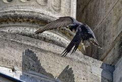 Faucon pèlerin - Falco peregrinus - Peregrine Falcon<br>Région Parisienne