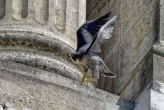 Faucon pèlerin - Falco peregrinus - Peregrine Falcon<br>Région Parisienne